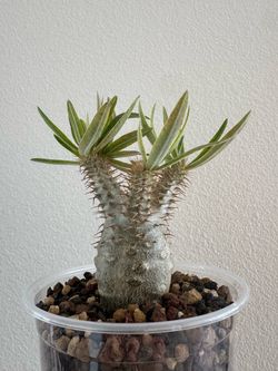 Pachypodium rosulatum var. gracilius