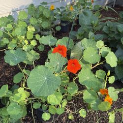 Nasturtium Plants Blooming In Pots Variety Of Colors 
