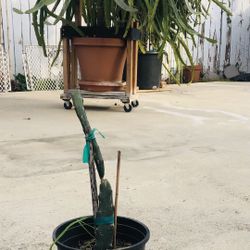 SUGAR DRAGÓN dragonfruit plant-12 inches 