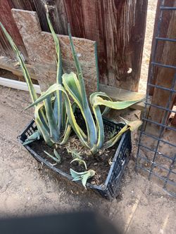 Plant for sale