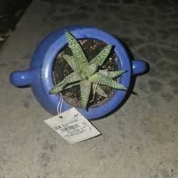 Plant With Ceramic Planter 