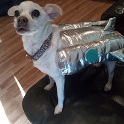 SMALL DOG ROCKET HALLOWEEN COSTUME 