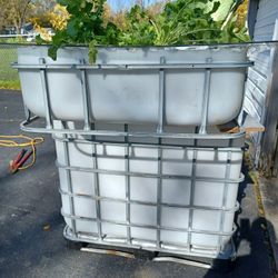 Aquaponics Fish And Plant System 