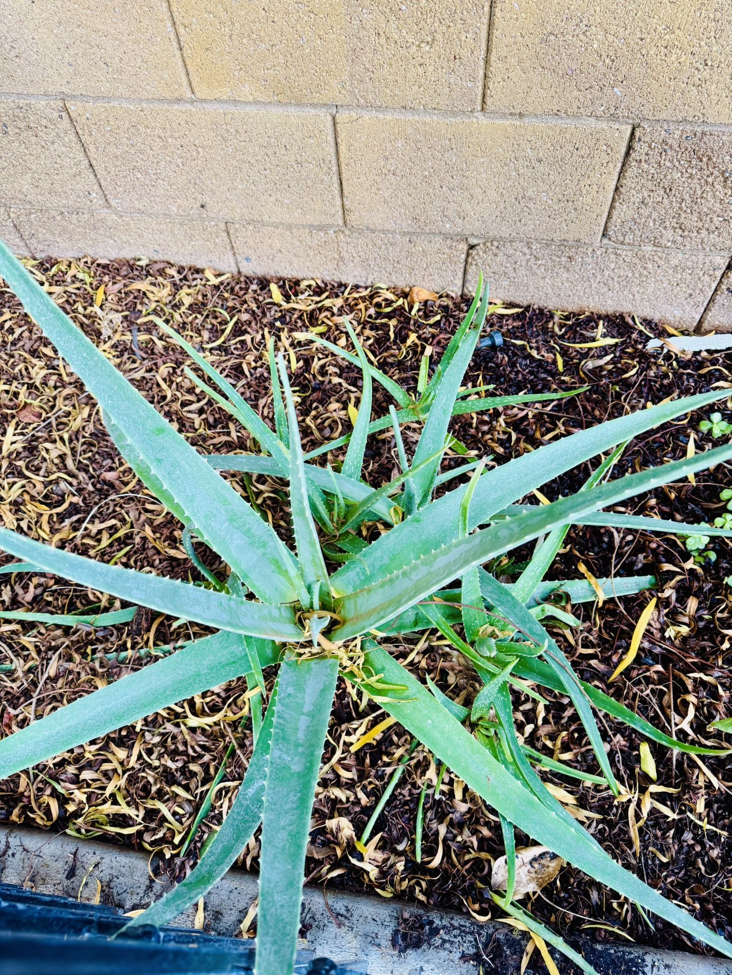 Aloe Vera - Large