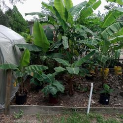 3 Varieties Of Bananas Trees 