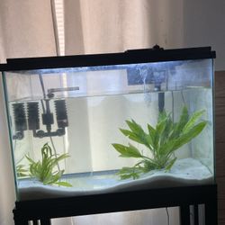 Two Fish tanks, One Table, The Decorations And All The Cleaning Supplies.