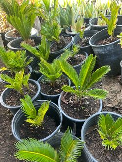 Sago Palm