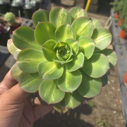 6" Starburst Aeonium