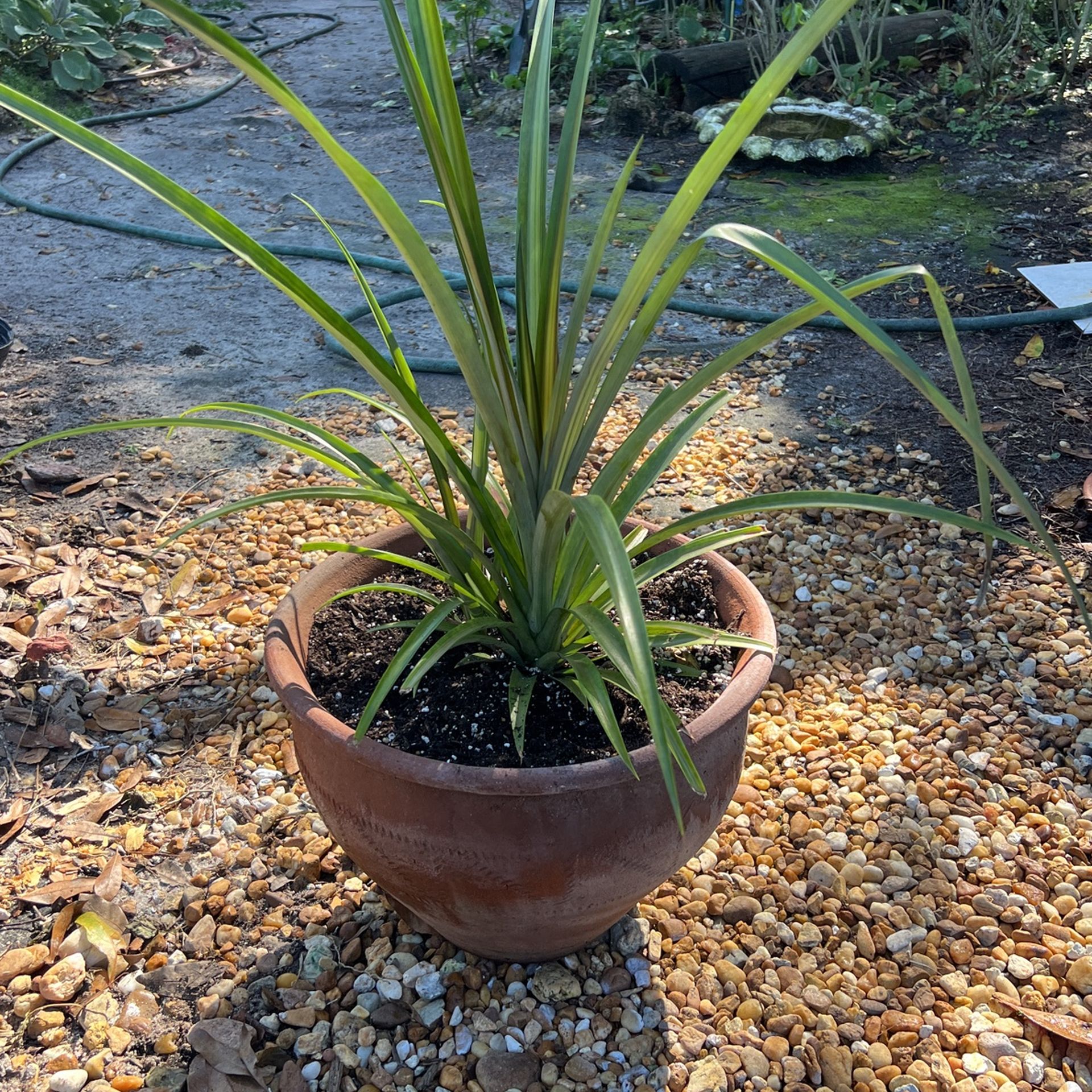 Variegated Pineapple 