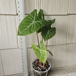 Alocasia Ivory Coast (Elephant Ear Plant)