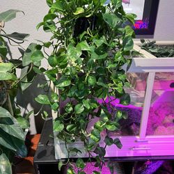 Pothos House Plant 