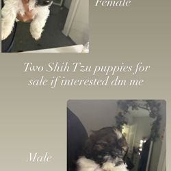 Shihtzu