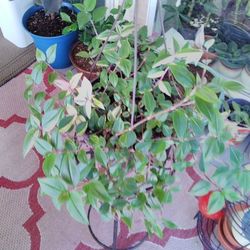 Plant