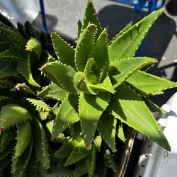 Golden Toothed Aloe Succulents