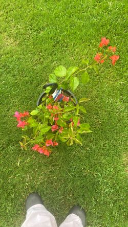Bouganvilla