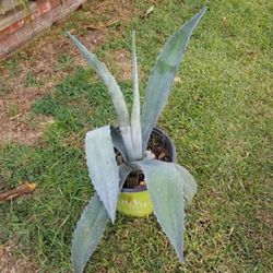 Potted Large Maguey Plant