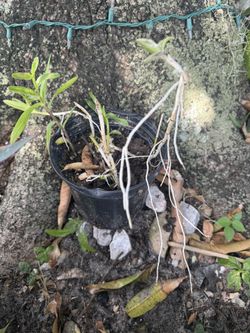 Misc Plants