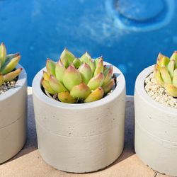 Beautiful Succulents With Grey Ceramic 