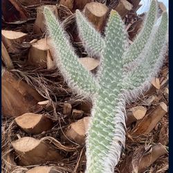 Cacti Tools 35ave/glendale 