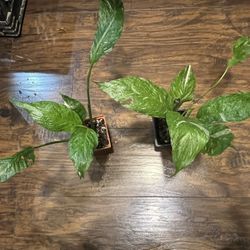Variegated Peace Lily Plants 