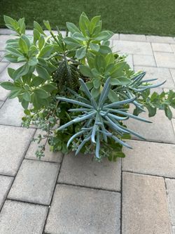 Assorted Succulent Plants 