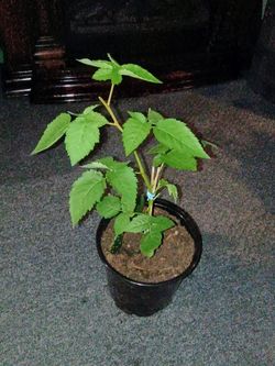 Blackberry plant