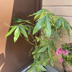 10” money tree 5ft tall