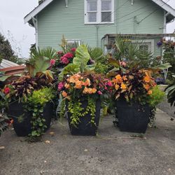 $99 Each Beautiful Pot of Flowers 