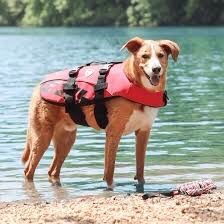 EzyDog Flotation jacket - Medium, Red
