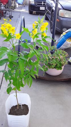Planta con mucho veneficio una de ellas el diabetes
