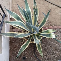 Plants