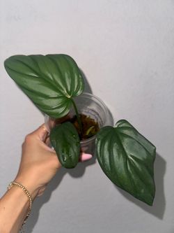 Philodendron Sp. Columbia