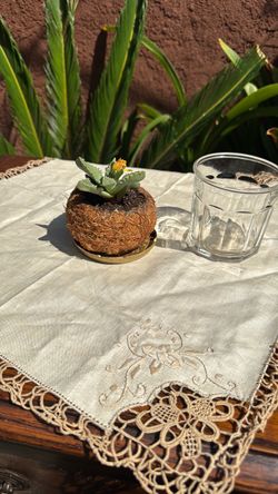 Kokedama succulent base completely made by hand from coco fiber/coir.