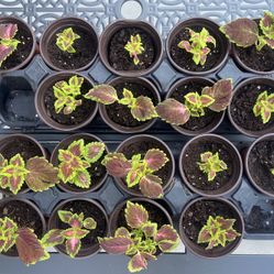 Colorful Coleus Plants