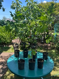 Fig Trees