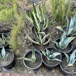 Plants… Agave,Jade,spineless Yucca … Succulent 