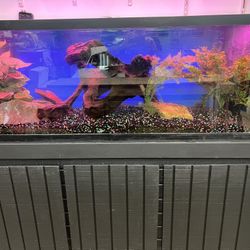 Fish Tank