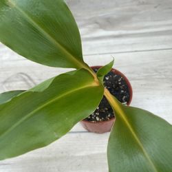 Orange Spider Plant