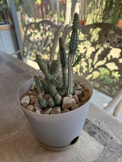Small Cactus Plant