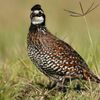 JG’s Coturnix 