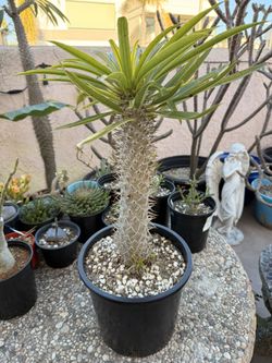 Majestic Madagascar Palm with 3 Babies