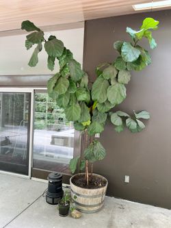 Ficus with Barrel base