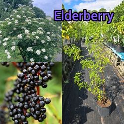 Elderberry Trees  🌳 3gal 