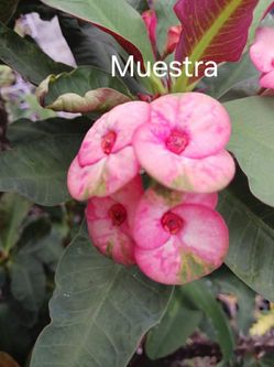 Planta.  Corona de cristo