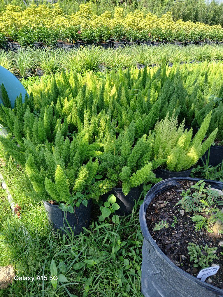 $6 Foxtail Ferns On Sale 