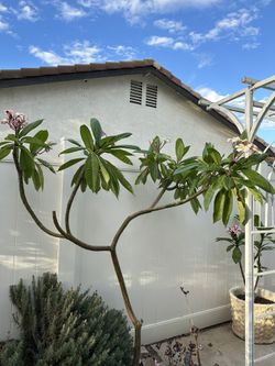 Árbol De Plumeria En 15 Gln 