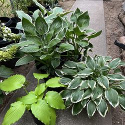 Landscape Shade Plants 