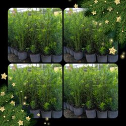 Podocarpus privacy hedge plants 3gl $6