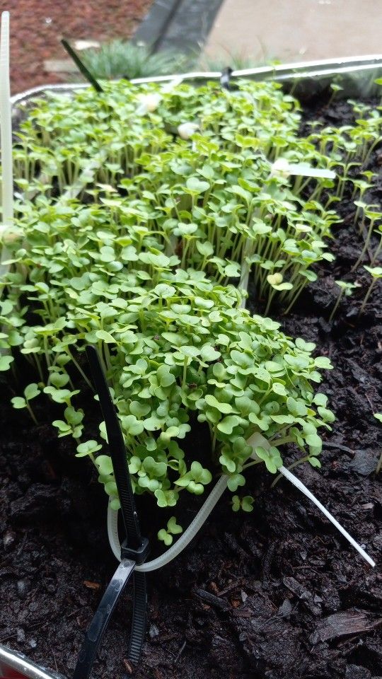 Microgreens Cabbage Pak Choi Shanghai