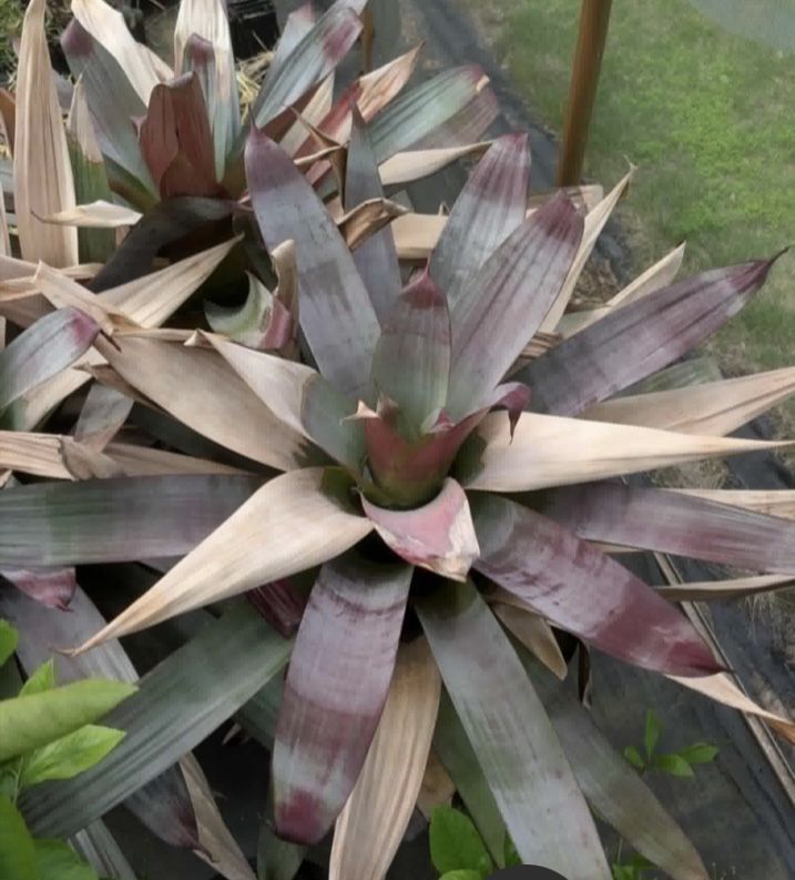 Large Bromeliad Plants ( Add A Tropical Look To Your Garden)